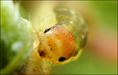 Fotos_Bienen, Wespen, Hummeln