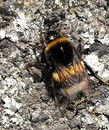 Fotos_Bienen, Wespen, Hummeln