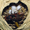 Fotos_Bienen, Wespen, Hummeln