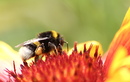 Fotos_Bienen, Wespen, Hummeln