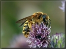Fotos_Bienen, Wespen, Hummeln