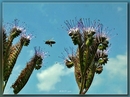 Fotos_Bienen, Wespen, Hummeln