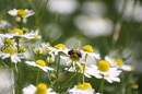 Fotos_Bienen, Wespen, Hummeln