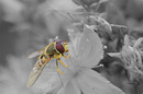 Fotos_Bienen, Wespen, Hummeln