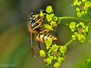 Fotos_Bienen, Wespen, Hummeln