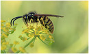 Fotos_Bienen, Wespen, Hummeln