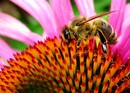 Fotos_Bienen, Wespen, Hummeln