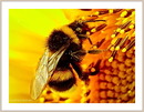 Fotos_Bienen, Wespen, Hummeln