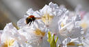 Fotos_Bienen, Wespen, Hummeln