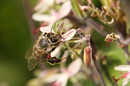 Fotos_Bienen, Wespen, Hummeln
