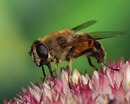 Fotos_Bienen, Wespen, Hummeln