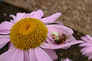 Fotos_Bienen, Wespen, Hummeln