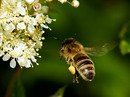 Fotos_Bienen, Wespen, Hummeln