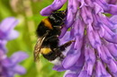 Fotos_Bienen, Wespen, Hummeln