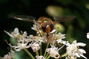 Fotos_Bienen, Wespen, Hummeln