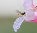 Fotos_Bienen, Wespen, Hummeln
