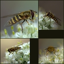 Fotos_Bienen, Wespen, Hummeln