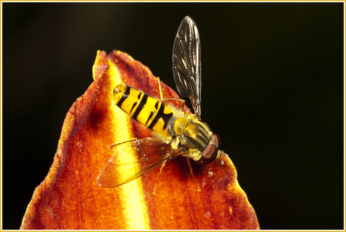 Schwebefliege
