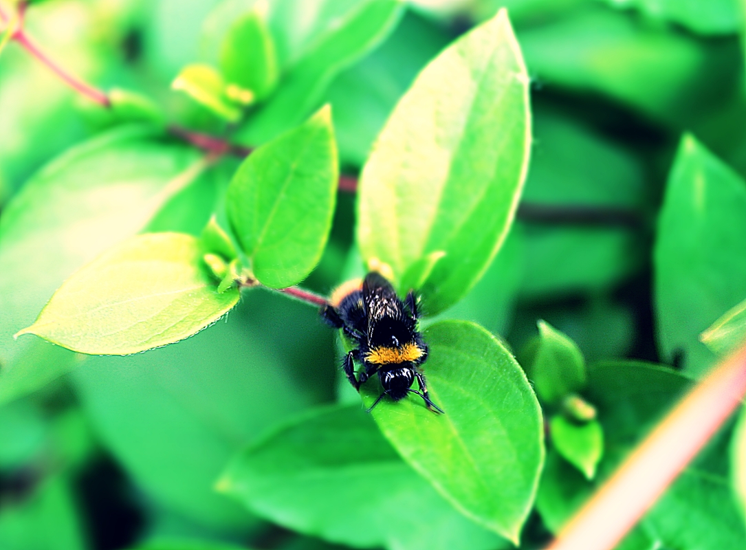 Auf einen Blatt macht es sich Gemütlich...