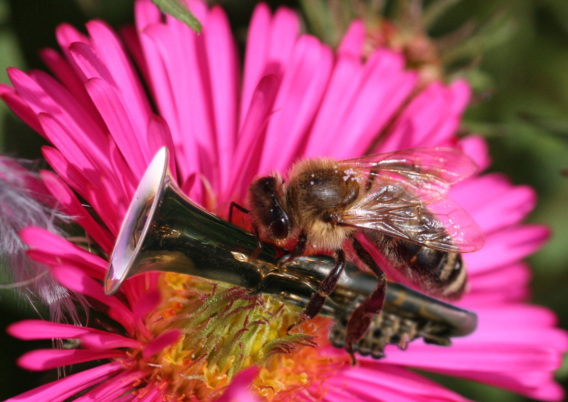 Tuba-Bee