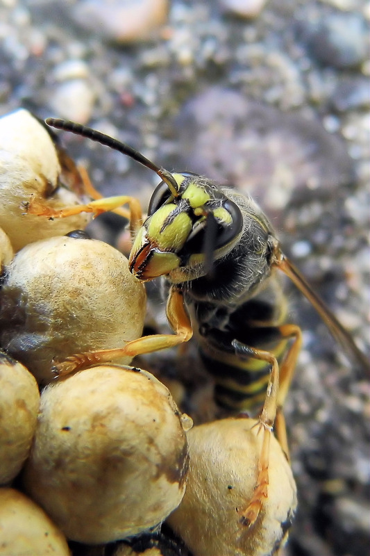 Wespe mit Eiern !