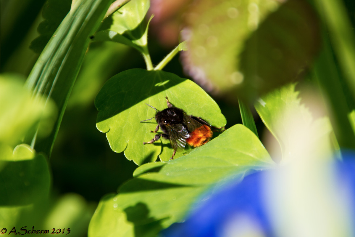 Hummel