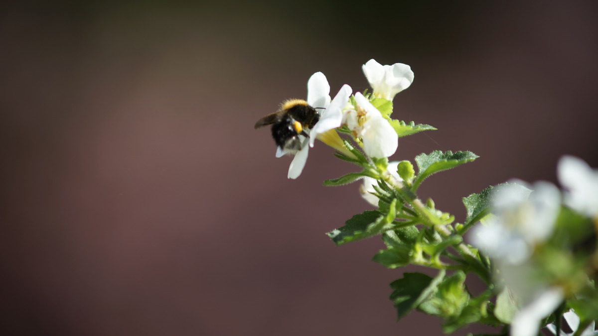 Hummel