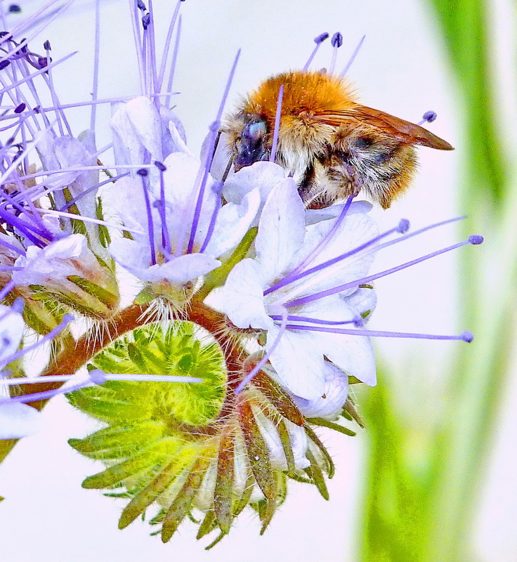 Hummel 1