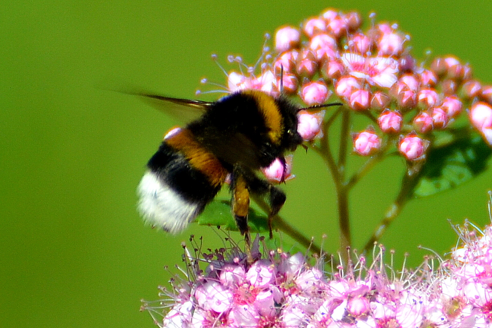 Hummel