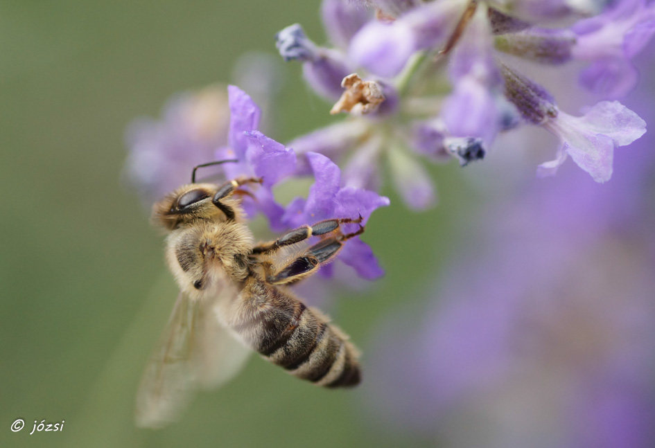 Biene an Lavendelblüte