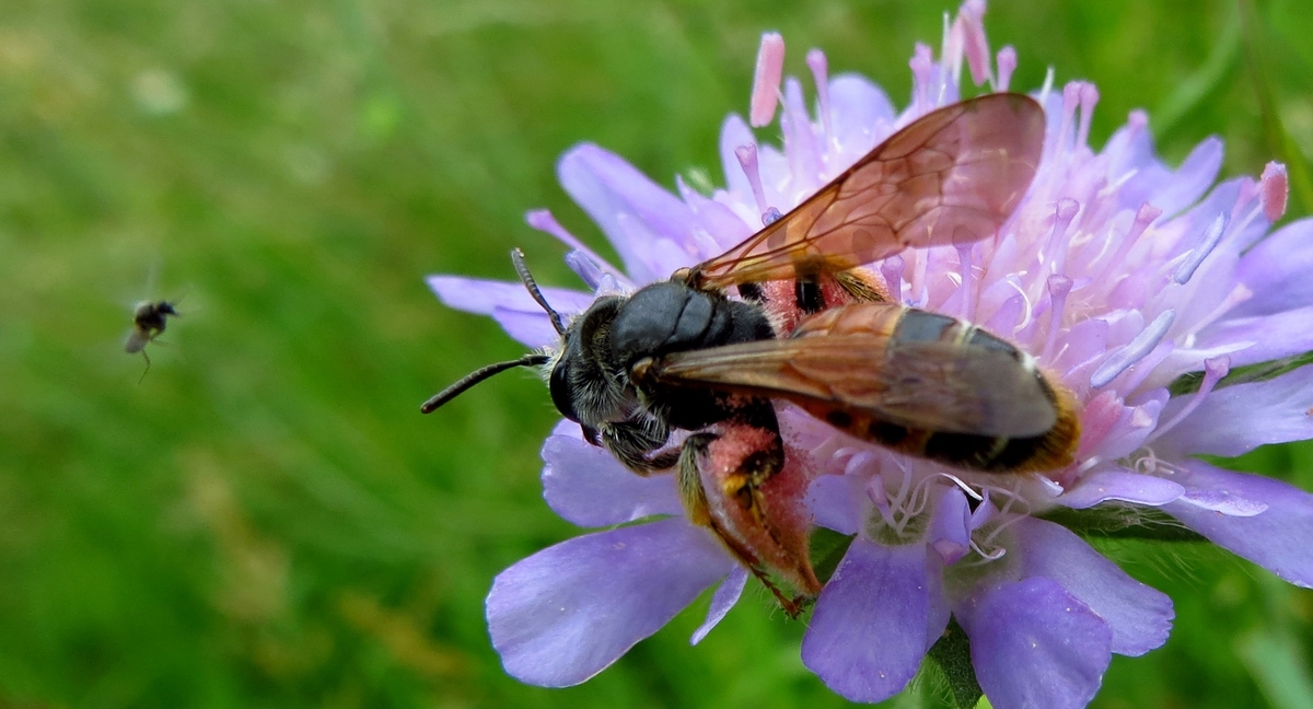 Biene mit Größenvorteilen
