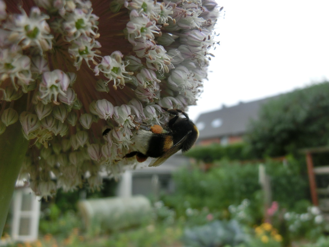 Hummel auf Lauch