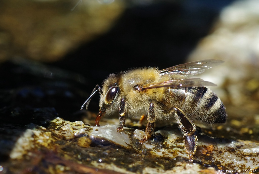 auch Bienen haben Durst