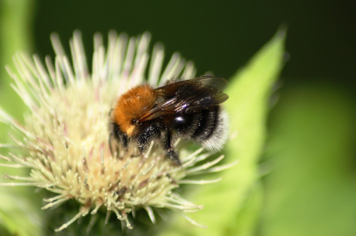 Hummel auf Distel