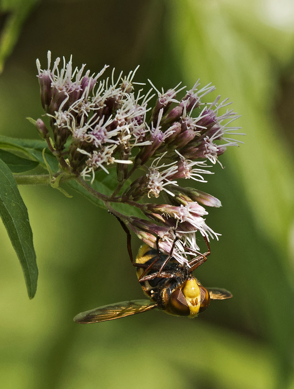 Hornissenschwebfliege