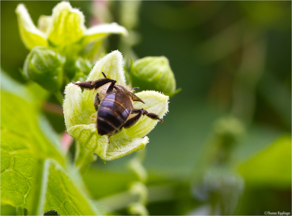 Rotfrüchtige Zaunrübe (Bryonia dioica)