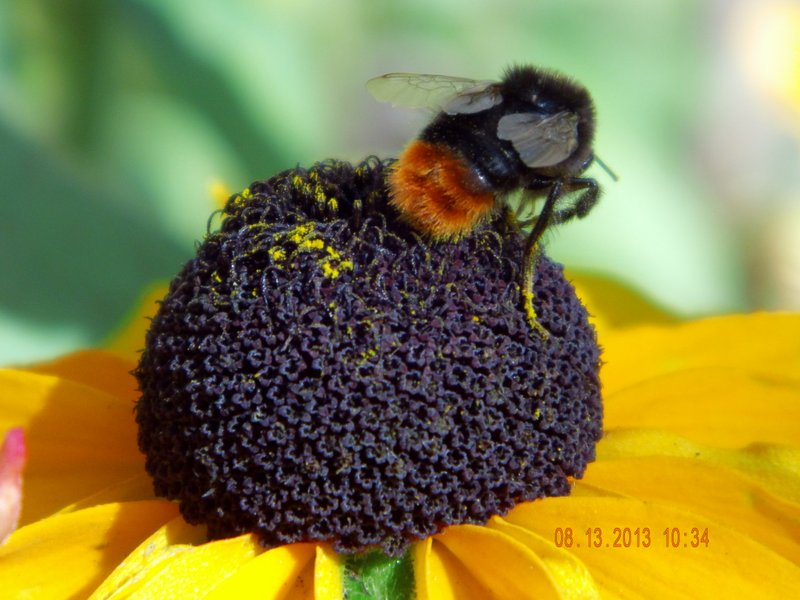 Besuch