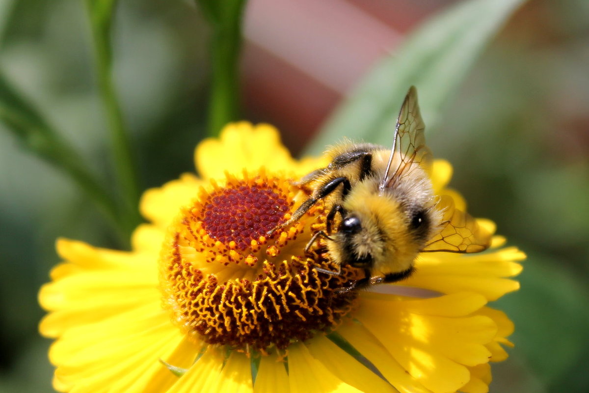Hummel