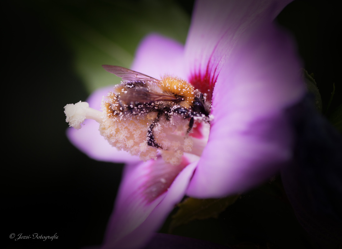 Hummel