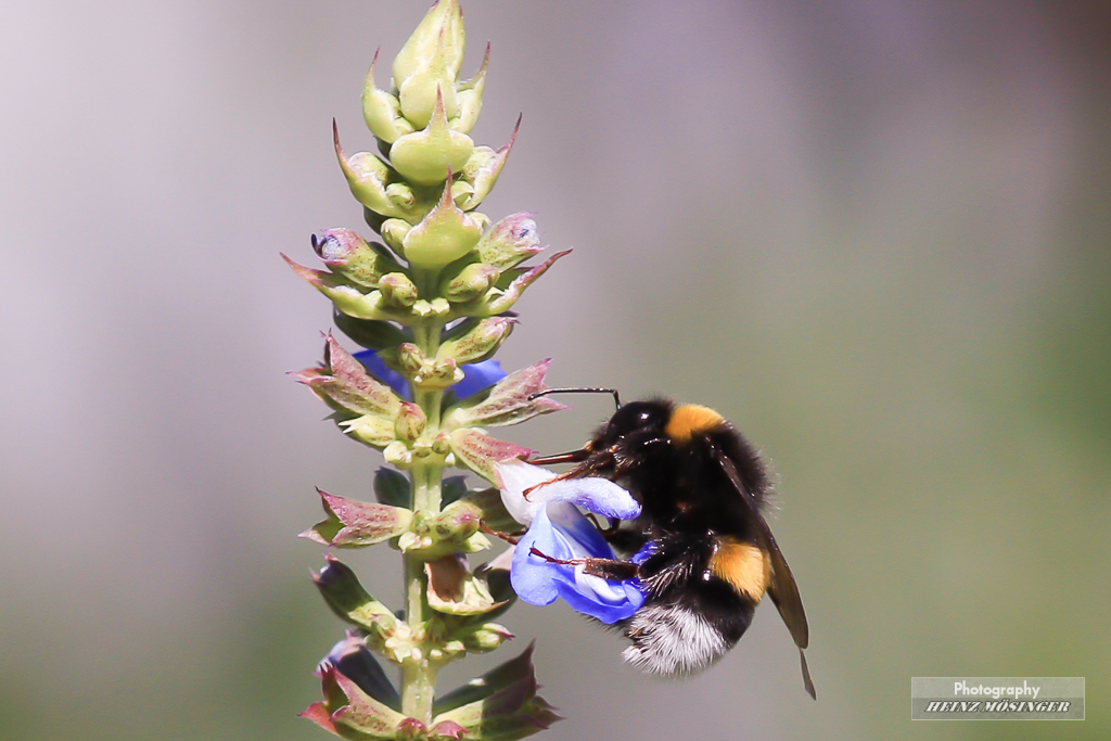 Hummel beim Trinken 