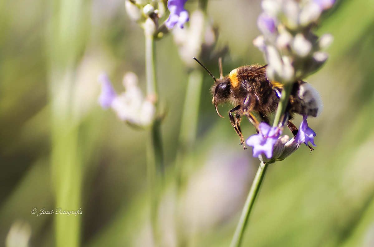 Hummel 