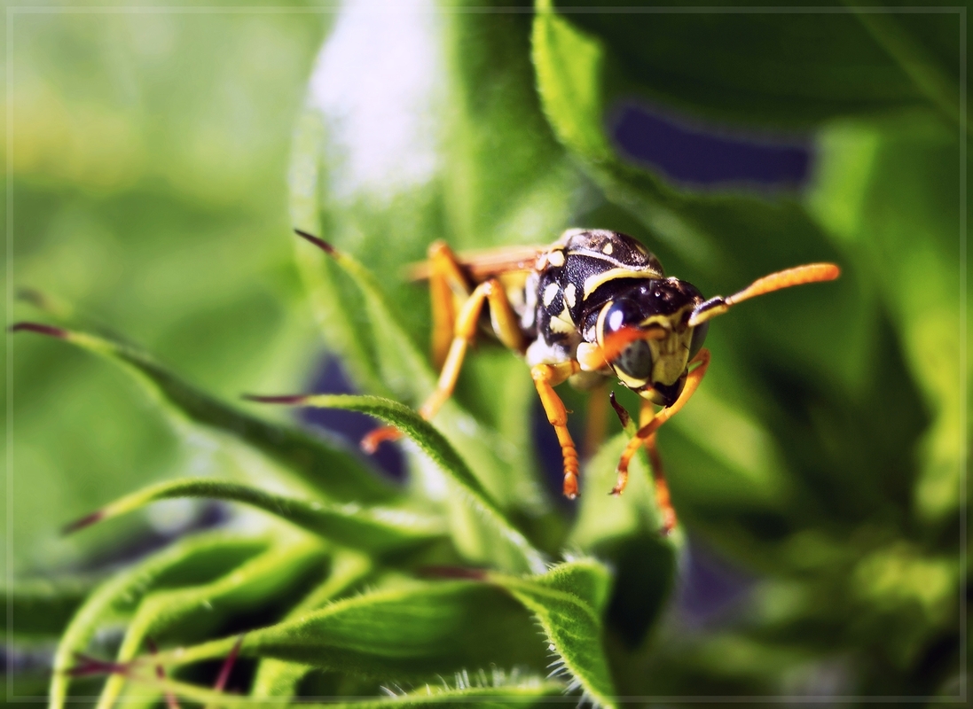 ... friedliche Wespenart (Feldwespe) beim Umherklettern ...