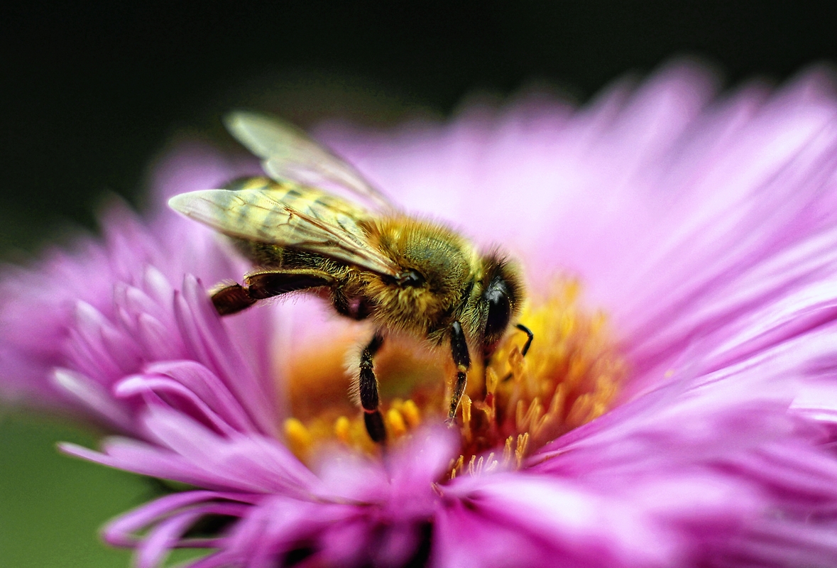 Biene auf Herbstaster