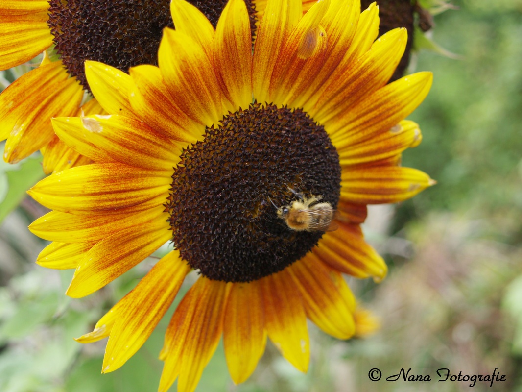Die Kleinen wunder der Natur 