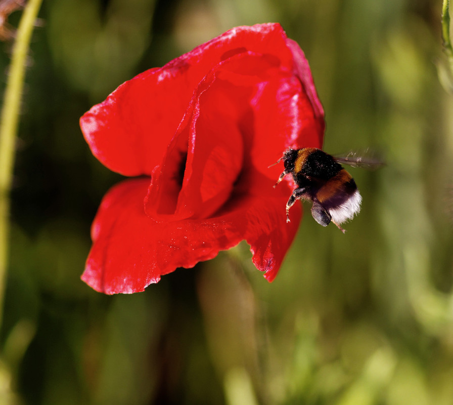 Hummel und Mohn