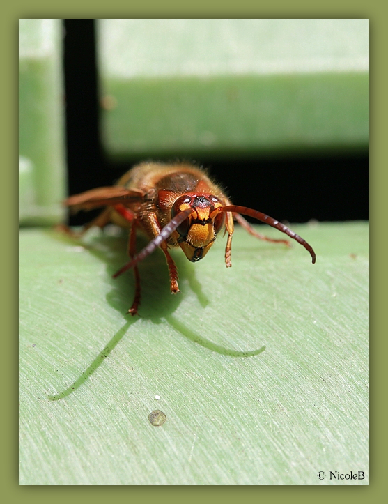 Auge in Auge mit der Hornisse