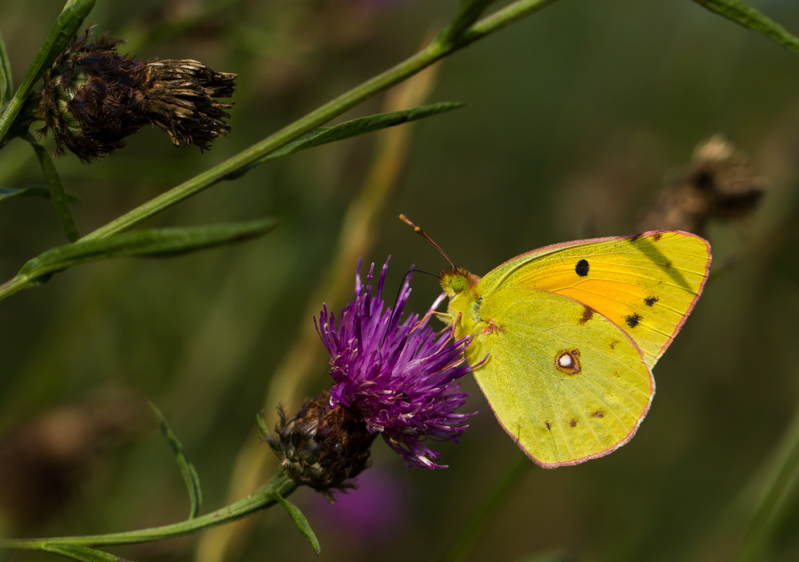 Goldene Acht