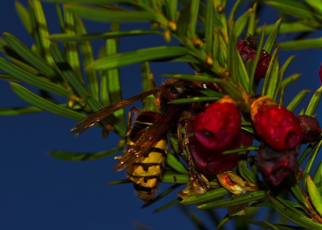 Bald das letzte Nahrungsangebot