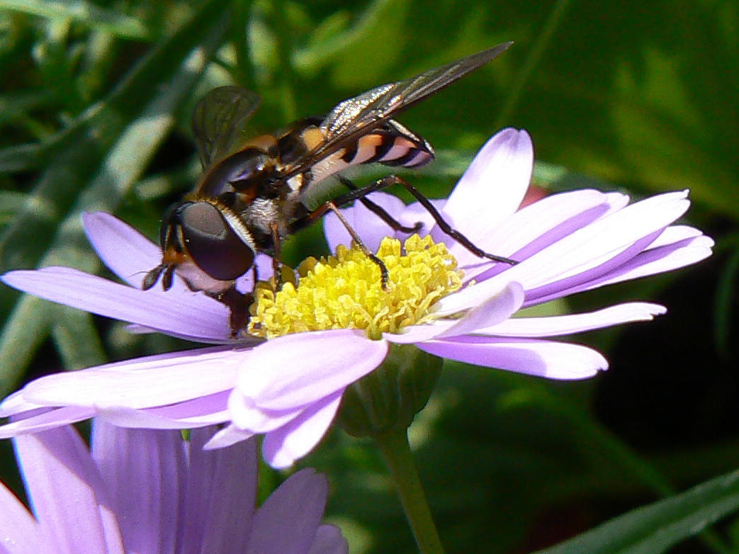 Wildbiene die Zweite