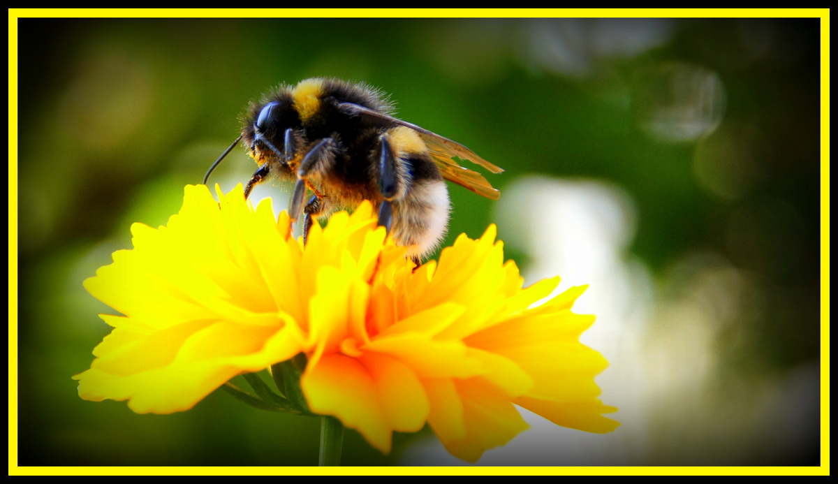 Hummel